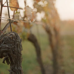 Weingarten Herbst_Leo HILLINGER GmbH
