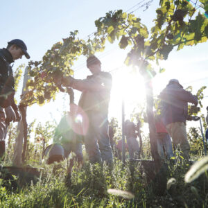 Weingut_Qualit„tsanspruch_Leo HILLINGER GmbH